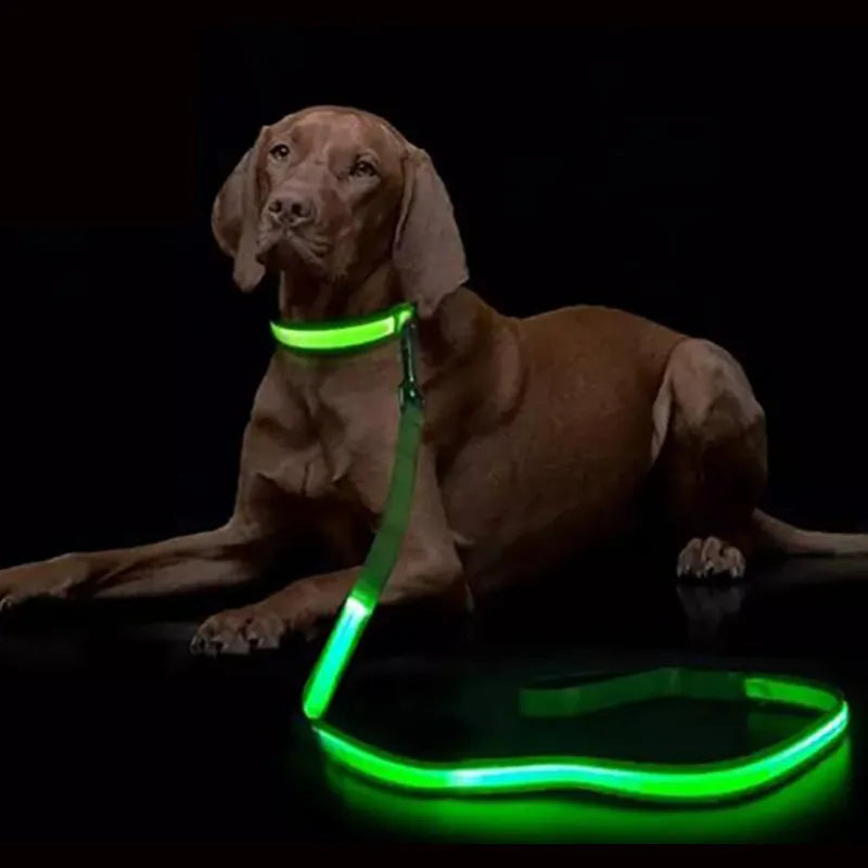 Brown Labrador Retriever Dog Lying on the floor with a green neon LED Lease around it's neck